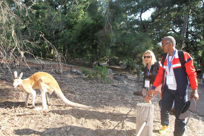 Une petite virée au zoo de Perth où les kangourous étaient en semi-liberté Une petite virée au zoo de Perth où les kangourous étaient en semi-liberté