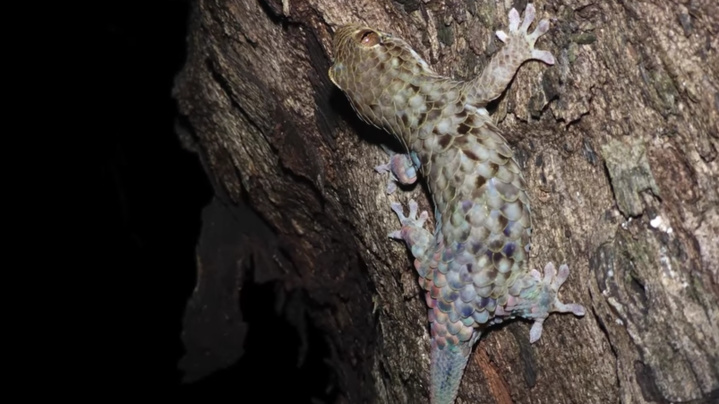 Photo: capture d'écran Youtube Photo: capture d'écran Youtube