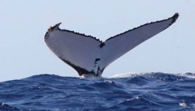 Le challenge de la baleine qui pousse les ados au suicide