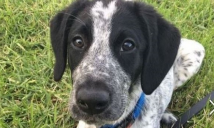 Un chien renifleur abattu sur un tarmac Un chien renifleur abattu sur un tarmac