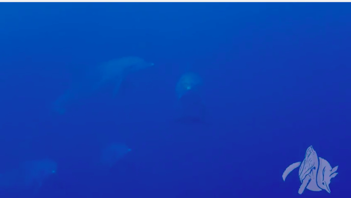 [Vidéo] Un dauphin en difficulté, la dorsale cisaillée par un fil de pêche