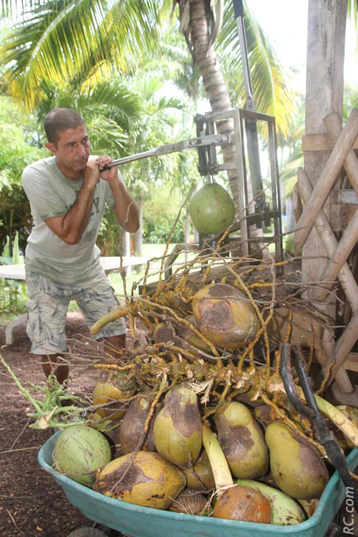 Enseignant de formation, Didier Solesse connaît le coco sur le bout de doigts Enseignant de formation, Didier Solesse connaît le coco sur le bout de doigts