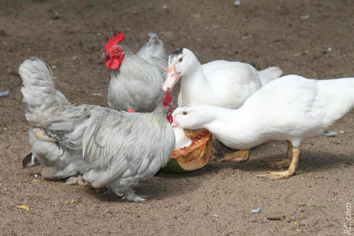 La basse-cour est au régime coco La basse-cour est au régime coco