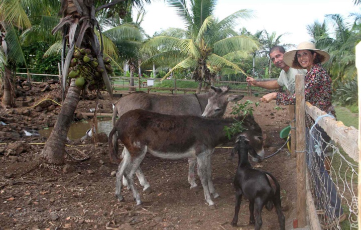 Anes et cabris font bon ménage Anes et cabris font bon ménage