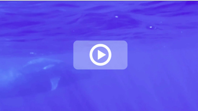 [VIDEO] Un baleineau et sa mère au large de La Réunion