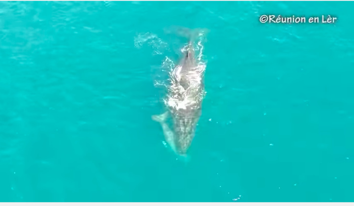 Les baleines font le show à La Réunion