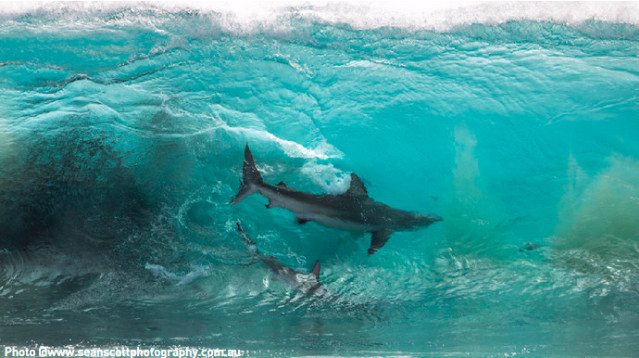 Une photo impressionnante prise par Sean Scott au moment où les silhouettes de deux requins se découpent dans une vague, au moment où celle-ci va se casser