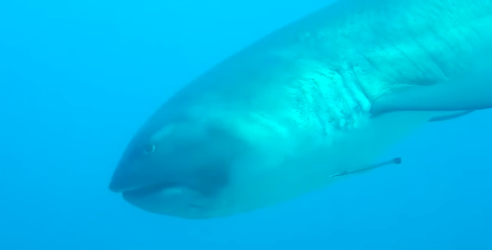 Photo : capture d'écran Youtube Photo : capture d'écran Youtube