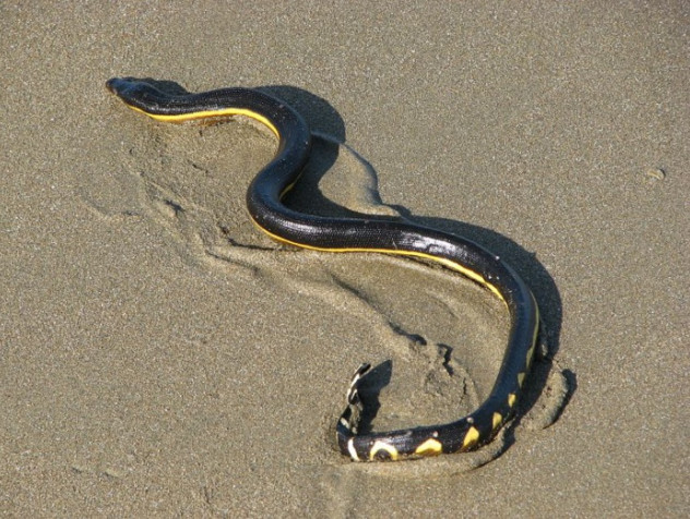 Découverte inattendue d’un serpent de mer venimeux à l’île Maurice