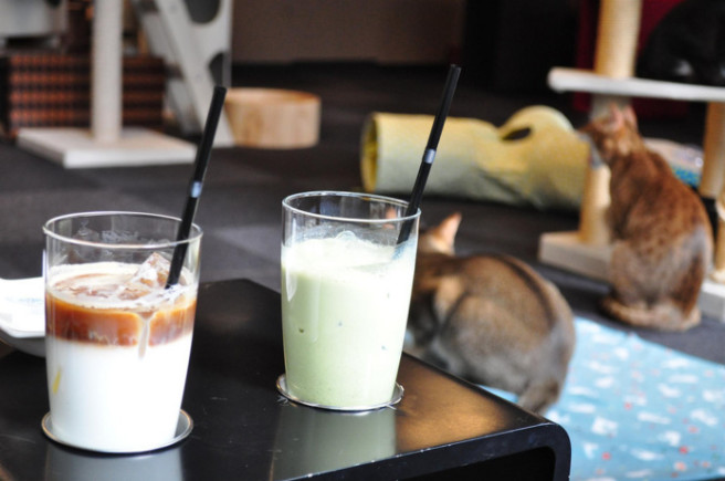 "Matouccino Cat Café", le premier bar à chats de La Réunion