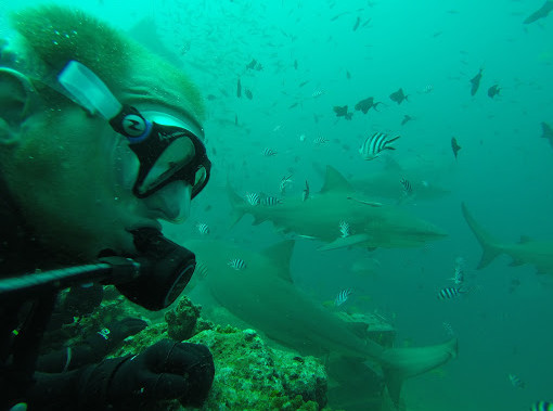 Plongée avec des requins bouledogues sans cage aux Fidji