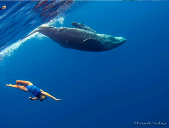 Unique : Une championne de natation synchronisée plonge à La Réunion avec des baleines...