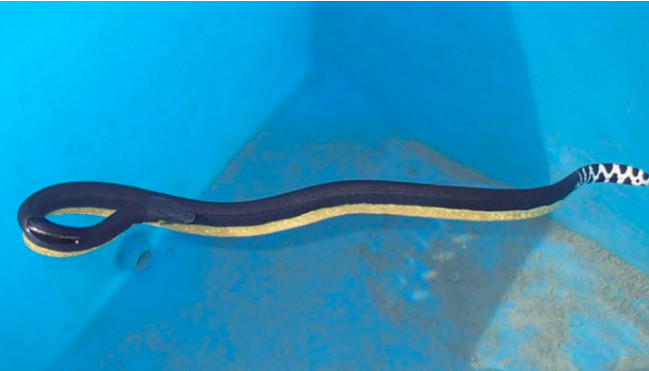 Un serpent de mer venimeux soigné et relâché en mer par Kelonia