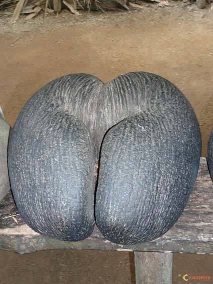 Les Seychelles et la Réunion