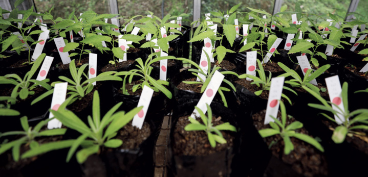 Conservation du Bois de Paille-En-Queue Conservation du Bois de Paille-En-Queue