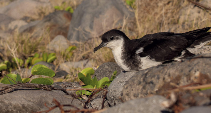 Un plan de conservation pour les Puffins Un plan de conservation pour les Puffins