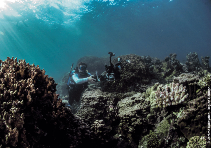 Récif Corallien en 3D Récif Corallien en 3D