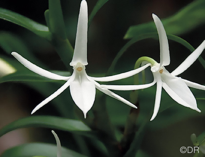 19 plantes locales à la Pharmacopée française 19 plantes locales à la Pharmacopée française