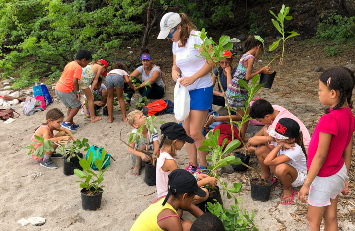 Venez participer aux ateliers de plantation sur les plages de pontes de tortues marines Venez participer aux ateliers de plantation sur les plages de pontes de tortues marines