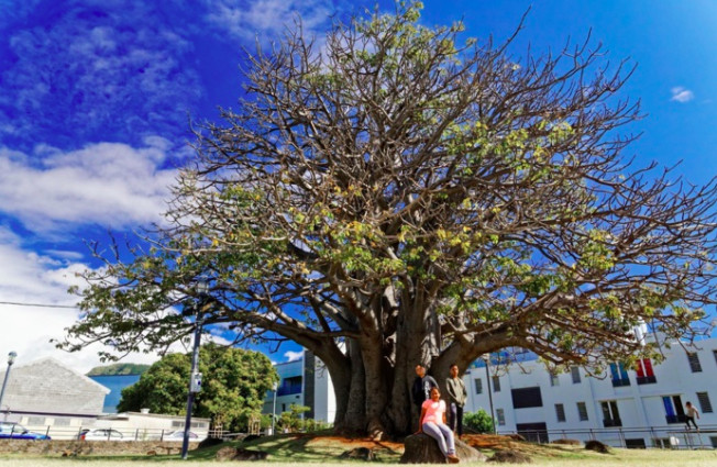 Le baobab des Camélias en lice pour devenir l'Arbre de l’année