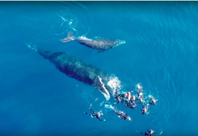 La vidéo de la baleine Mereva chargeant des plongeurs