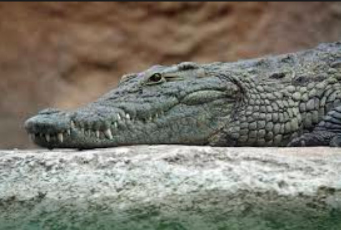 Un crocodile en captivité dévore celle qui le nourrissait