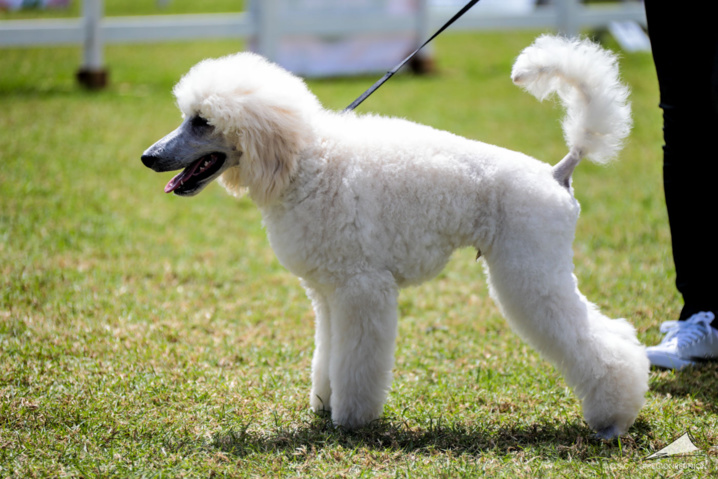 Exposition Canine Nationale de Trois-Bassins Exposition Canine Nationale de Trois-Bassins