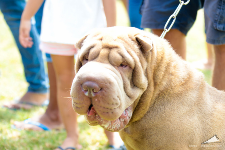 Exposition Canine Nationale de Trois-Bassins Exposition Canine Nationale de Trois-Bassins