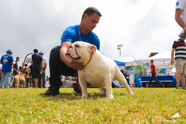 Exposition Canine Nationale de Trois-Bassins Exposition Canine Nationale de Trois-Bassins