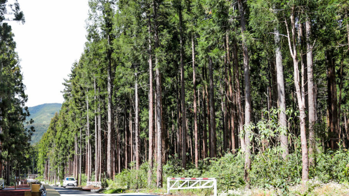 Participation du public à l’élaboration du programme régional de la forêt et du bois (PRFB) de La Réunion