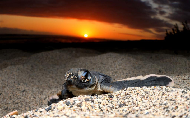 Kélonia - Les Nuits sans lumières