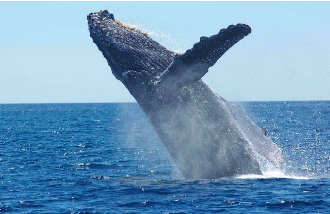 Les baleines desertent nos côtes en 2019