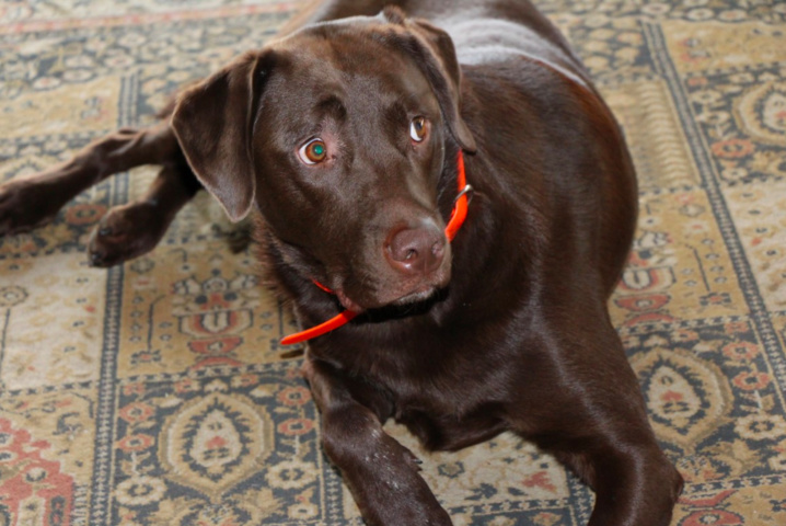 Le chocolat : du poison pour votre chien ! Le chocolat : du poison pour votre chien !
