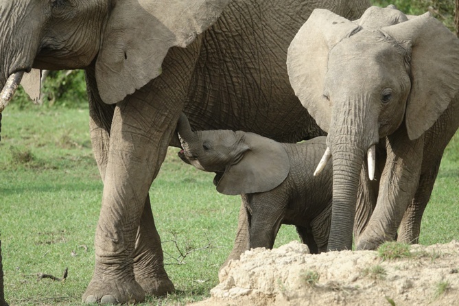 Image par Margo Tanenbaum de Pixabay Image par Margo Tanenbaum de Pixabay