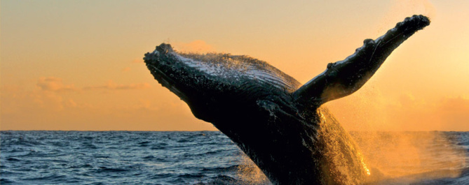 La Réunion Éco-Positive - Bilan énergétique de la Réunion La Réunion Éco-Positive - Bilan énergétique de la Réunion