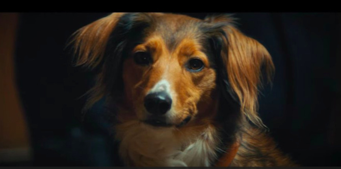 Capture YouTube- Campagne fondation 30 Millions d'Amis Capture YouTube- Campagne fondation 30 Millions d'Amis