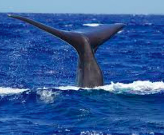 Des pêcheurs découvrent des millions dans l'estomac d'une baleine