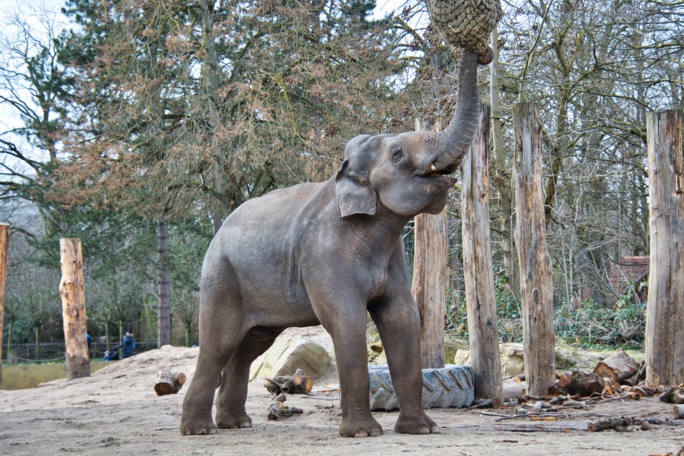 Il risque la vie de son enfant pour un selfie avec des éléphants