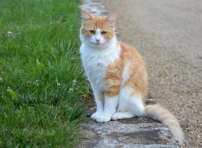 Image par JackieLou DL de Pixabay Image par JackieLou DL de Pixabay