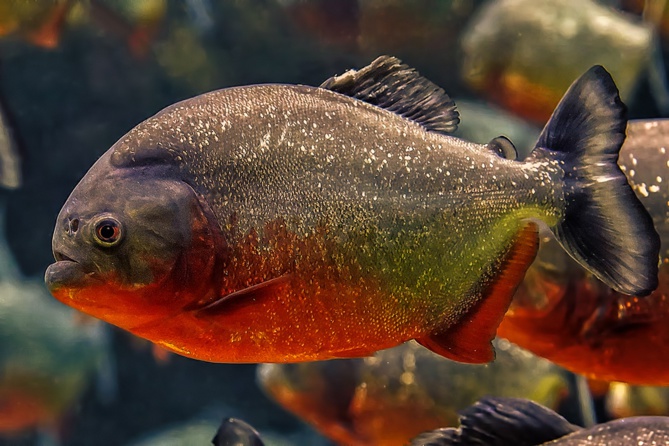 Attaquée par un piranha, elle se fait dévorer un orteil Attaquée par un piranha, elle se fait dévorer un orteil