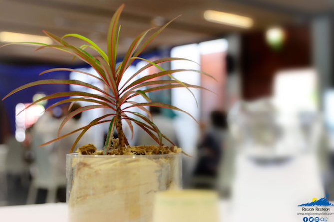 Les 1ères rencontres des acteurs DAUPI (Démarche Aménagement Urbain et Plantes Indigènes) Les 1ères rencontres des acteurs DAUPI (Démarche Aménagement Urbain et Plantes Indigènes)