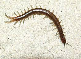 Le scolopendre, un danger sous les filaos, surtout la nuit...