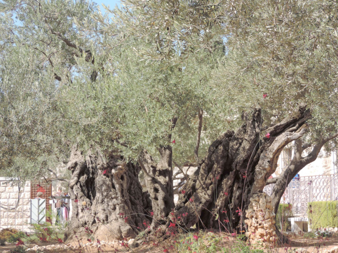 Jésus de Nazareth Jésus de Nazareth