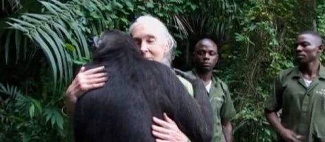 L'incroyable video du chimpanzé rescapé et de Jane Goodall