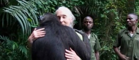 L'incroyable video du chimpanzé rescapé et de Jane Goodall L'incroyable video du chimpanzé rescapé et de Jane Goodall