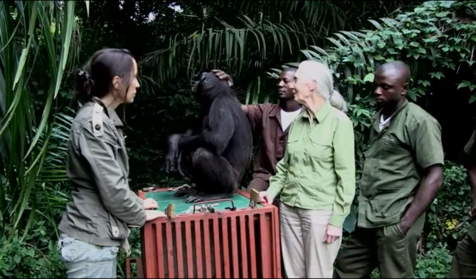L'incroyable video du chimpanzé rescapé et de Jane Goodall L'incroyable video du chimpanzé rescapé et de Jane Goodall