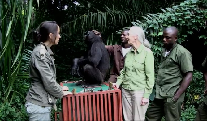 L'incroyable video du chimpanzé rescapé et de Jane Goodall