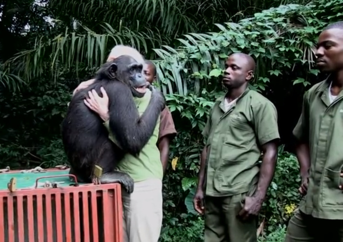 L'incroyable video du chimpanzé rescapé et de Jane Goodall L'incroyable video du chimpanzé rescapé et de Jane Goodall