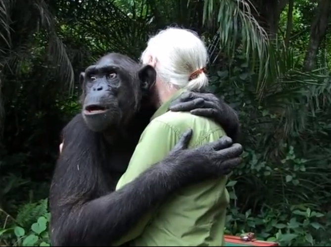 L'incroyable video du chimpanzé rescapé et de Jane Goodall L'incroyable video du chimpanzé rescapé et de Jane Goodall
