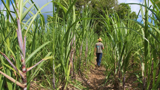 Schéma régional biomasse de La Réunion Schéma régional biomasse de La Réunion